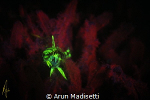 Jvenile goatfish on a UV nightdive class. by Arun Madisetti 